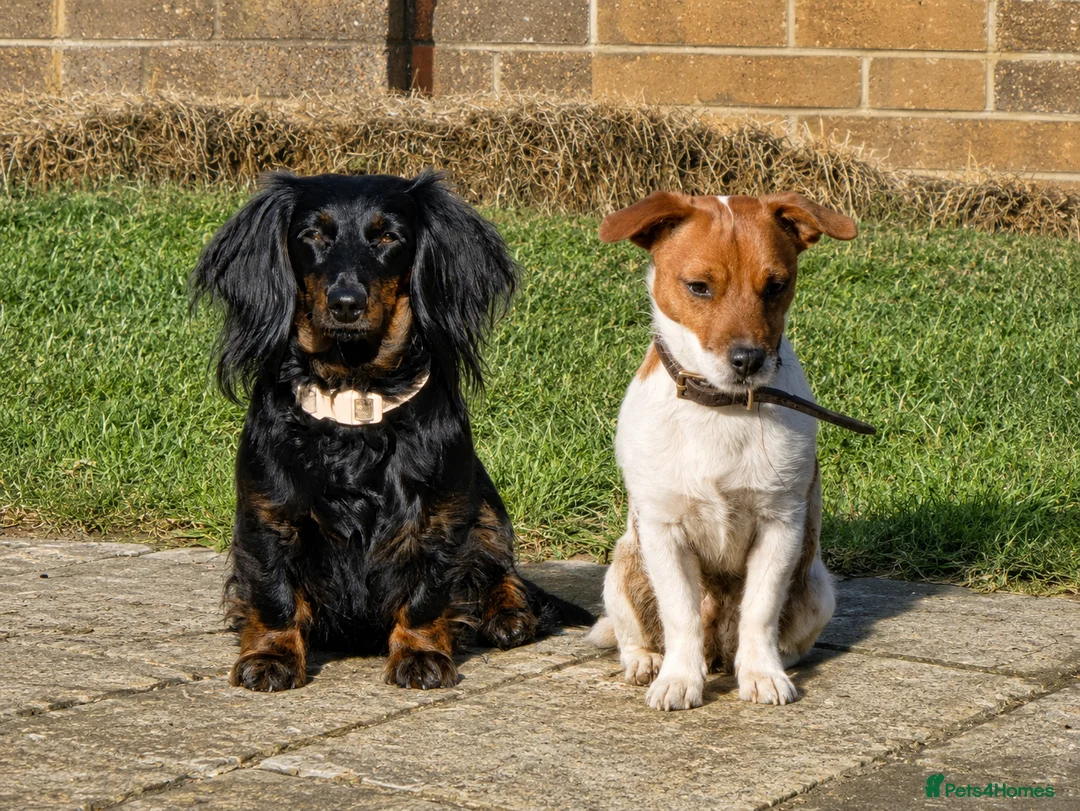 Jackshund dogs for sale: Miniature dachshund cross jackrusell  - Advert 6
