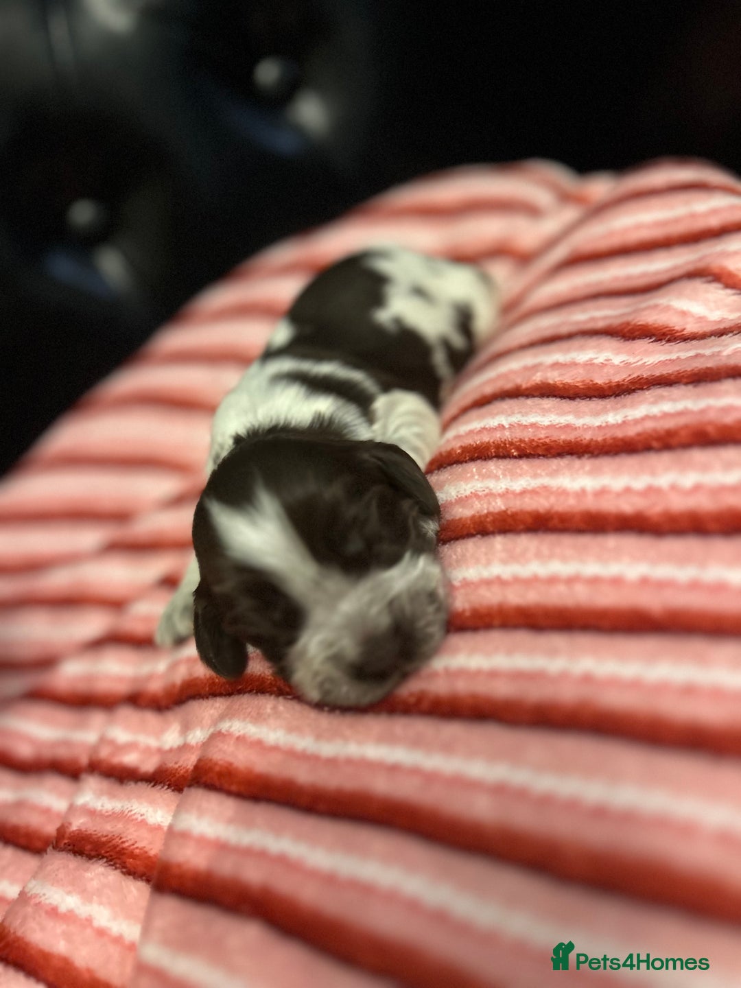Cocker Spaniel dogs for sale: Show type cocker spaniels  - Advert 6