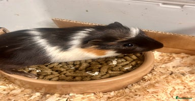 Guinea Pig rodents - Advert 6