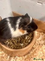 Guinea Pig rodents - Advert 6