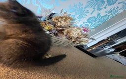 British Shorthair cats for sale: British shorthair chocolate brown mocha kitten - Advert 7