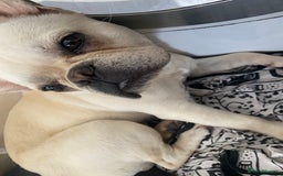 French Bulldog dogs for sale: French bulldog - Image 2