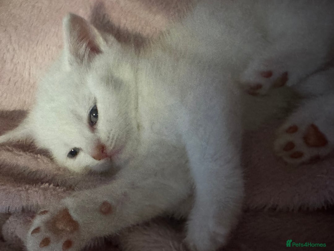 British Shorthair cats for sale: 🐾Gorgeous British shorthair🐾 - Advert 5