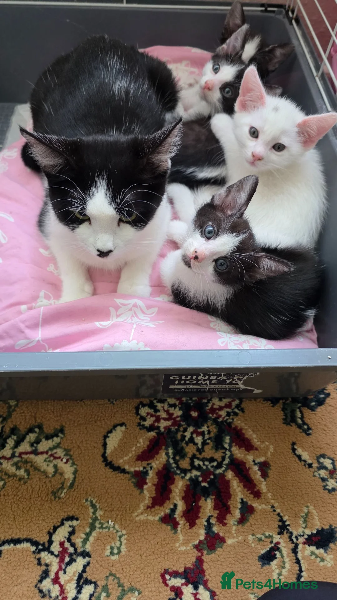 Mixed Breed cats for sale: Mr aliev - Advert 5