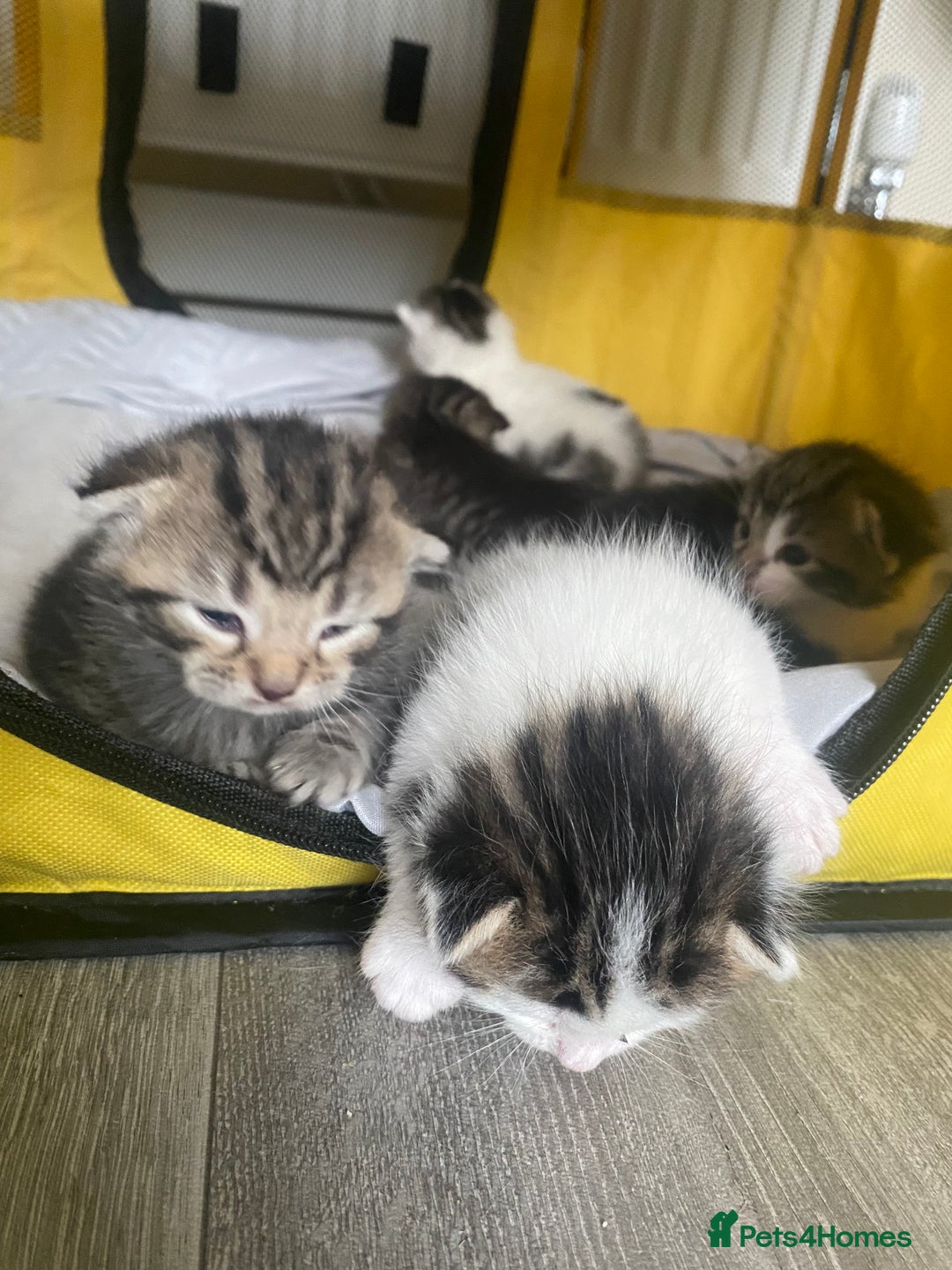 British Shorthair cats for sale: 4 kittens for sale  - Image 22