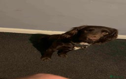 Mixed Breed dogs for sale: 2 girl pups left  - Advert 4