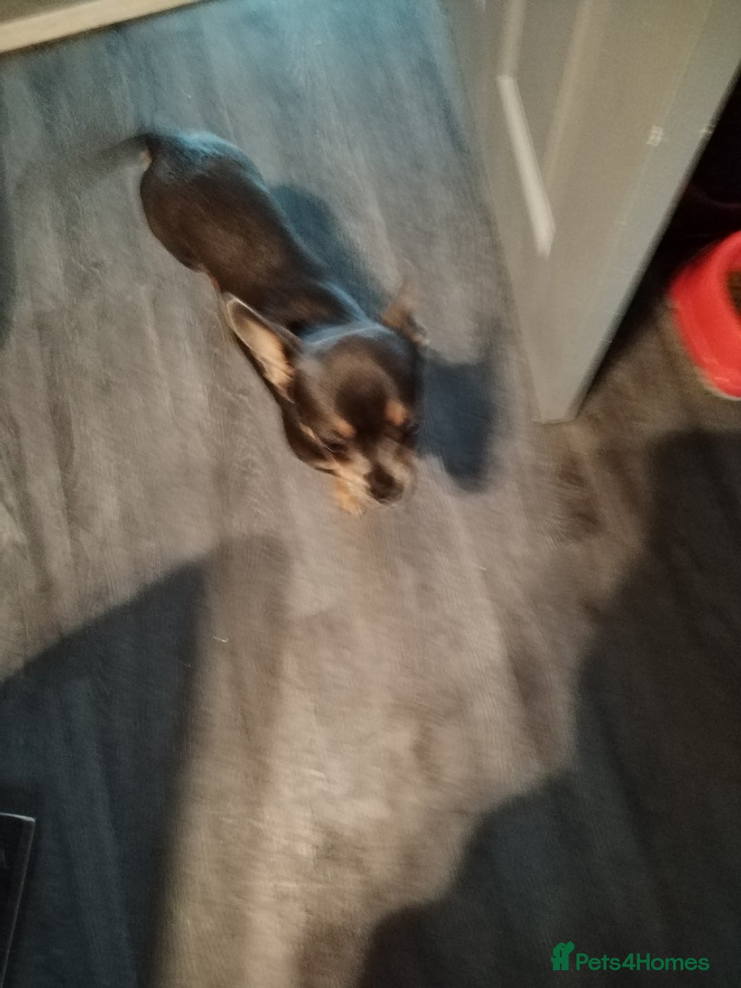 Mixed Breed dogs for sale: Chihuahua  - Image 3