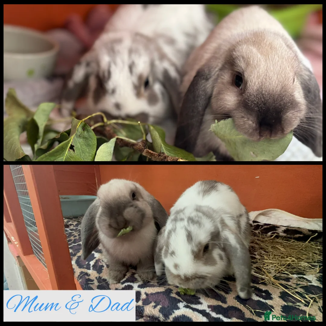 Mini Lop rabbits for sale: Pure Breed Mini Lop Butterfly new born bunnies  - Advert 27