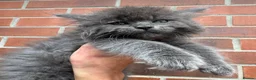 Ragcoon cats for sale: Ragdoll Maine Coon Babies - Advert 5