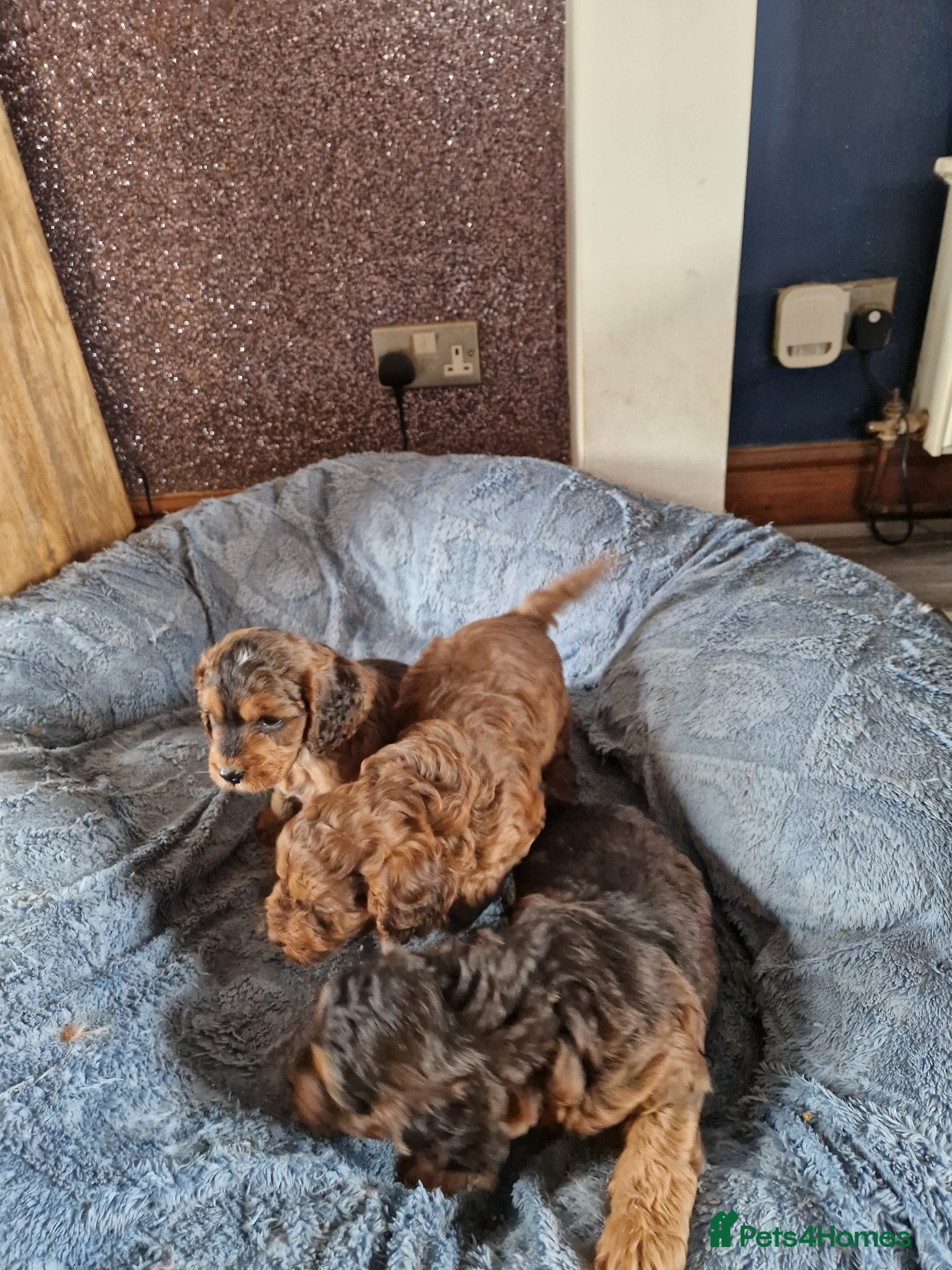 Cockapoo dogs for sale: RED AND SABLE F1 COCKAPOOS FOR SALE - Advert 8