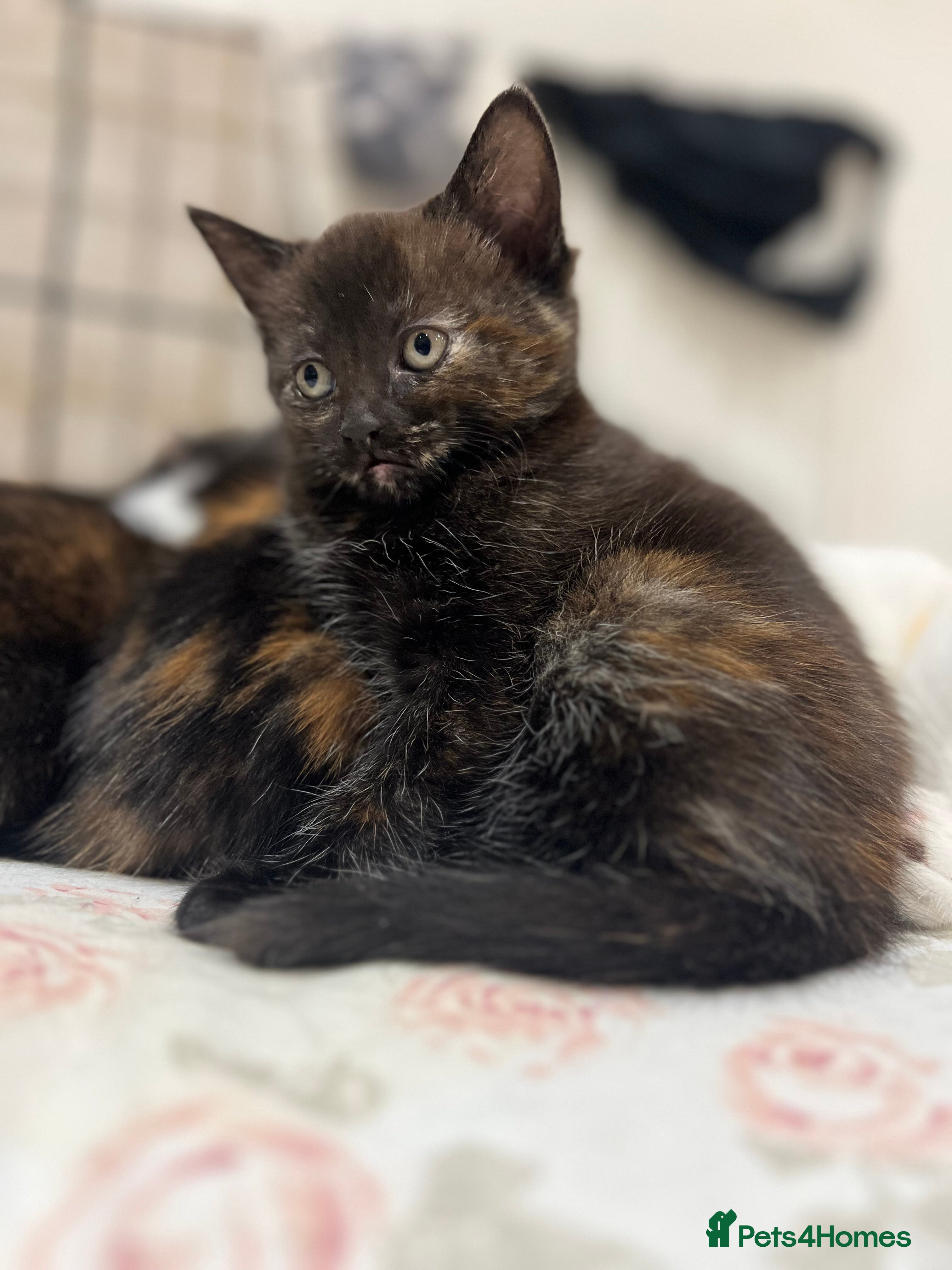 Mixed Breed cats 1 Gorgeous Kitten - Advert 16