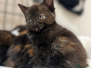 Mixed Breed cats 1 Gorgeous Kitten - Advert 13