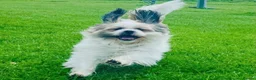 Shih Tzu dogs for stud: Handsome Shih Tzu Male Teddy Available for Stud  in Sutton - Advert 4