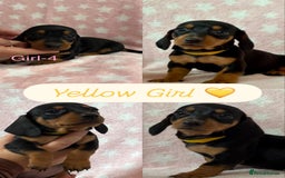 Dachshund dogs for sale: Miniature Daschund puppies - Image 8