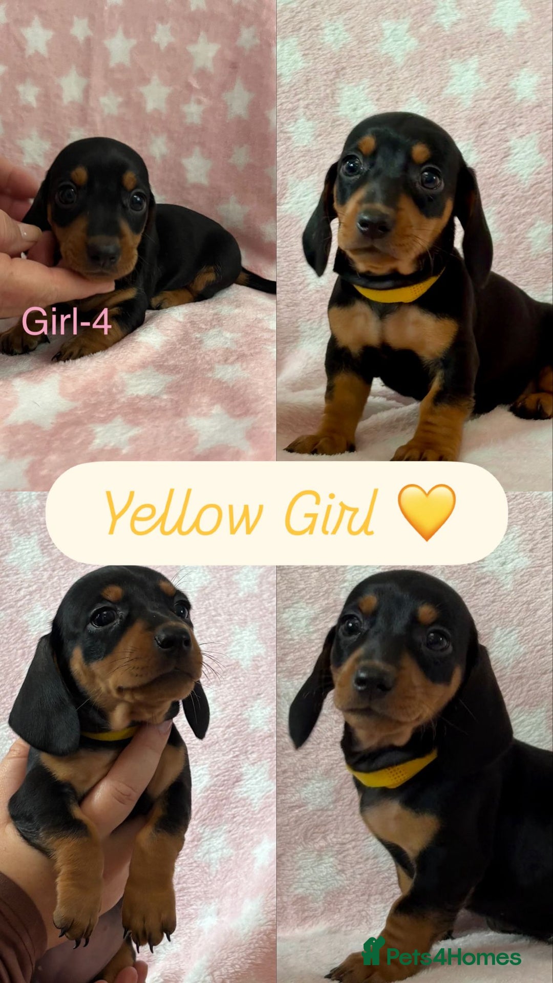 Dachshund dogs for sale: Miniature Daschund puppies - Image 8
