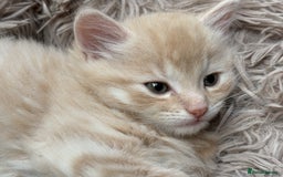 Bengal cats for sale: Bengal Mixed Litter - 2 Ginger & 1 Blue/Grey - Image 28