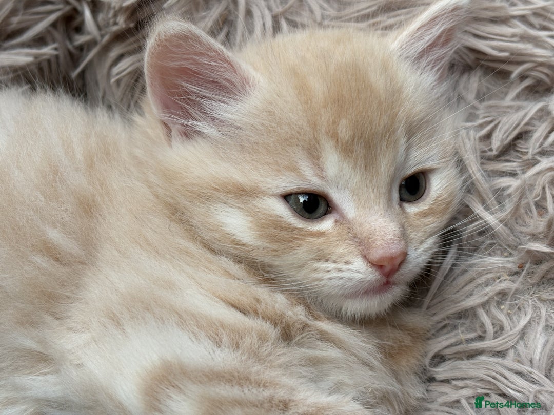 Bengal cats for sale: Bengal Mixed Litter - 2 Ginger & 1 Blue/Grey - Image 28