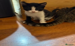 British Shorthair cats for sale: Kittens for sale - Image 29
