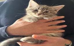 British Shorthair cats for sale: British shorthair kittens *ready now* - Image 11