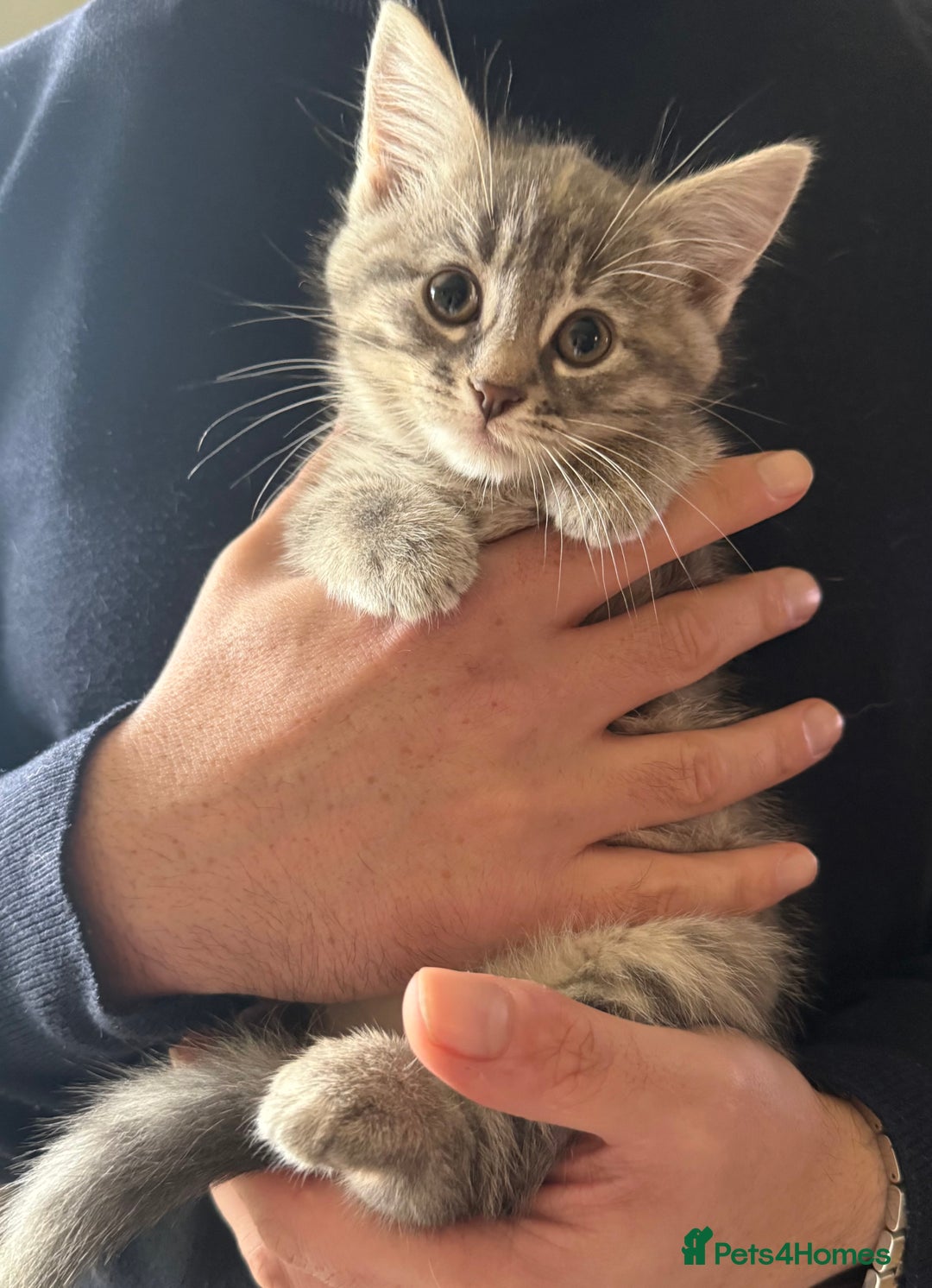 British Shorthair cats for sale: British shorthair kittens *ready now* - Image 11