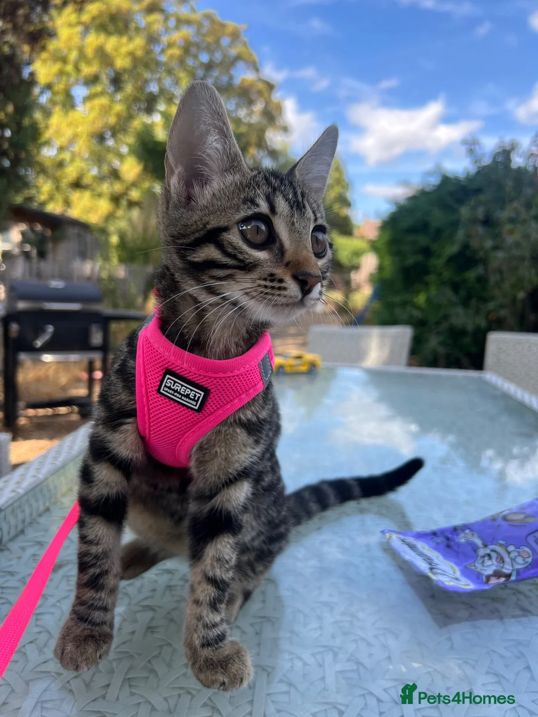 Bengal cats for sale: 4 month old Bengal - Advert 1