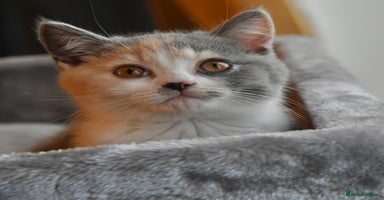 British Shorthair cats - Advert 6