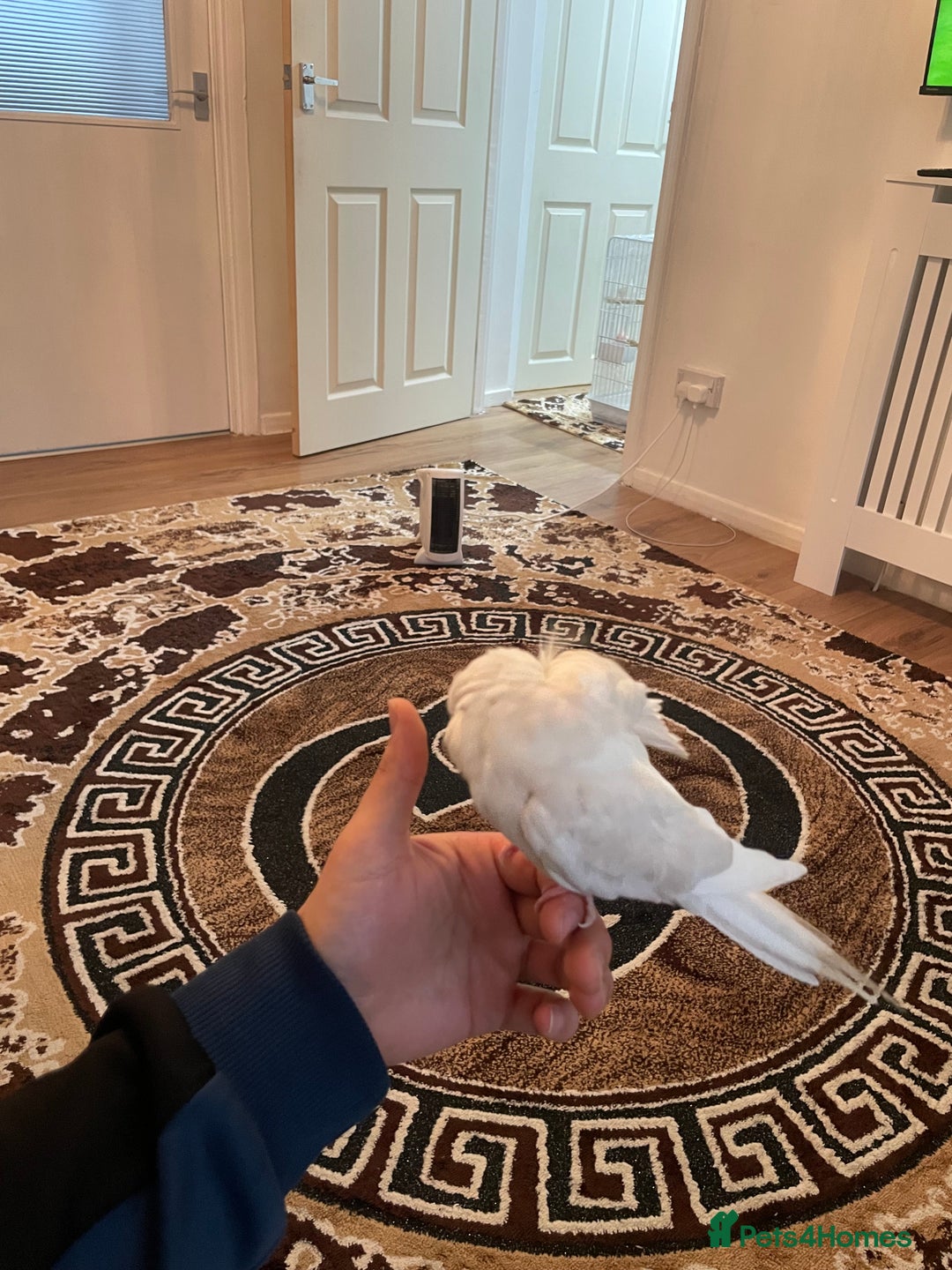 Cockatiels birds for sale: Male and female tame white cocktails for sell  - Advert 7