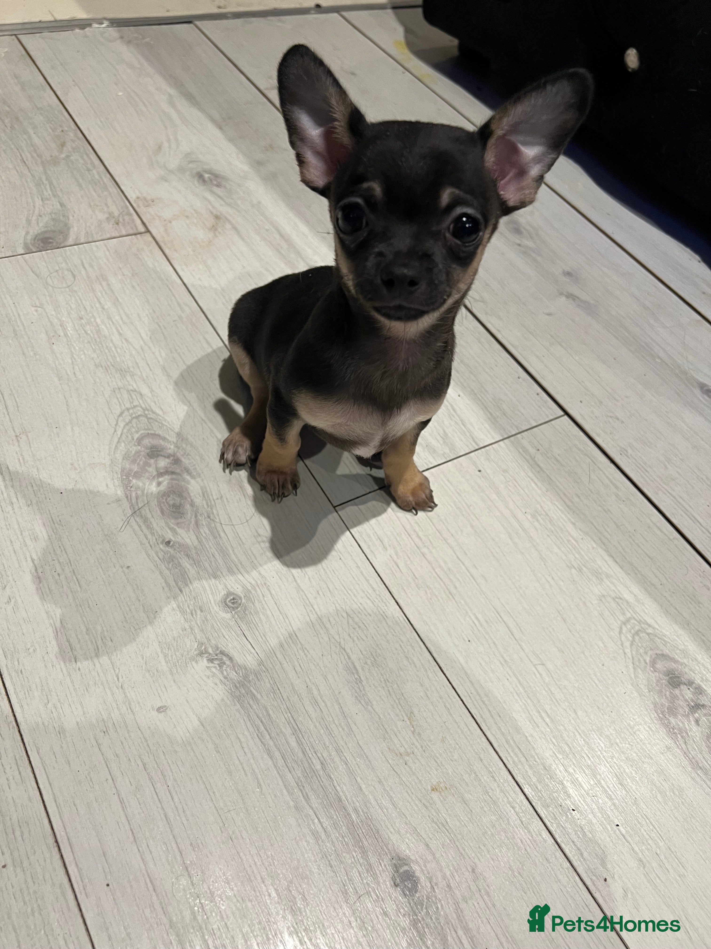 Chihuahua dogs Full breed chihuahua lovely puppies ( 1 LEFT )  - Advert 16