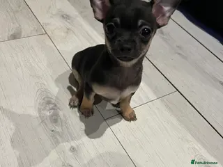 Chihuahua dogs Full breed chihuahua lovely puppies ( 1 LEFT ) - Advert 16