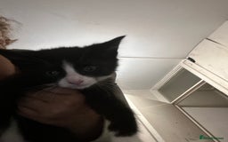 British Shorthair cats for sale: A black and white kitten  - Image 6