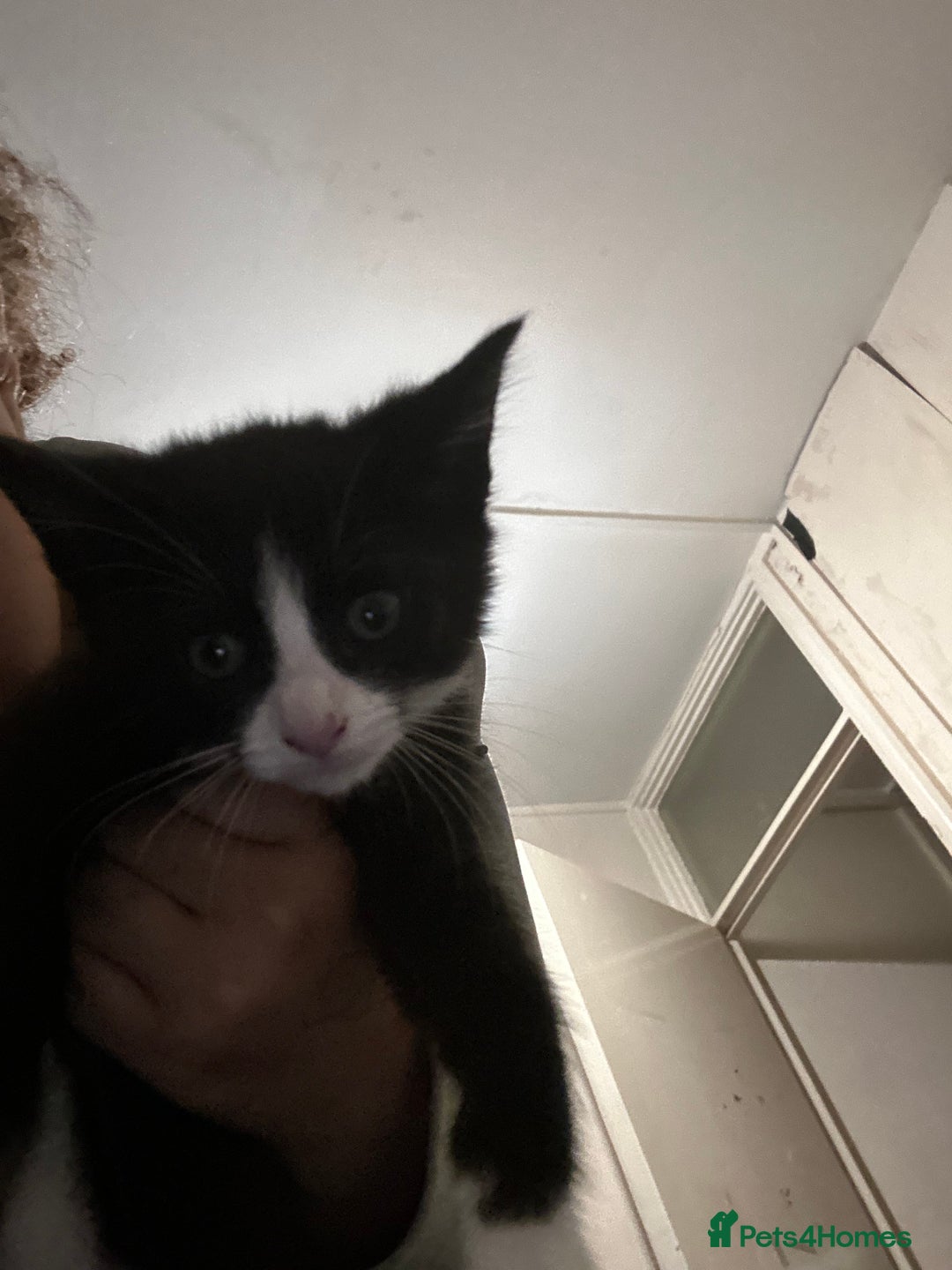 British Shorthair cats for sale: A black and white kitten  - Image 6