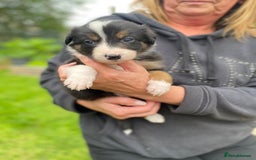 Border Collie dogs for sale: Rosie’s Collie Pups - Image 12