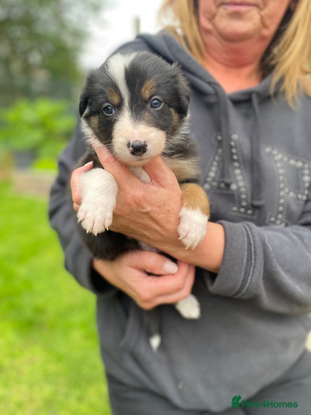 Border Collie dogs for sale: Rosie’s Collie Pups - Image 12