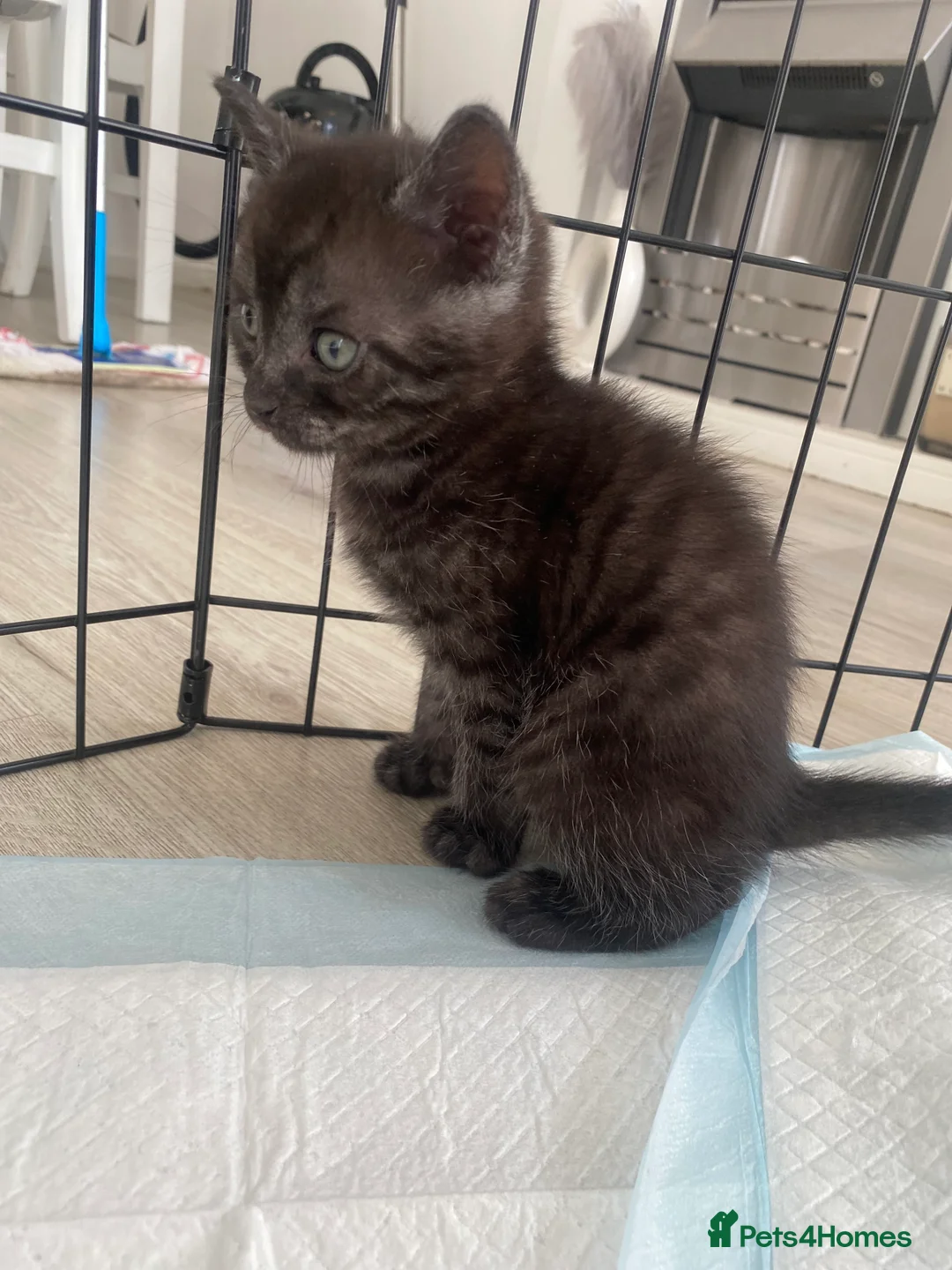 Mixed Breed cats for sale: Mixed breed kittens  - Advert 2