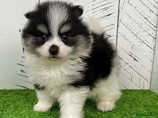 Pomeranian dogs very strong and efficient Pomeranian boy - Advert 2