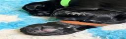 Springador dogs for sale: Springador puppies for sale in Wisbech - Advert 4