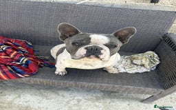 French Bulldog dogs for adoption: Rescue dog Herb is available for adoption - Image 5