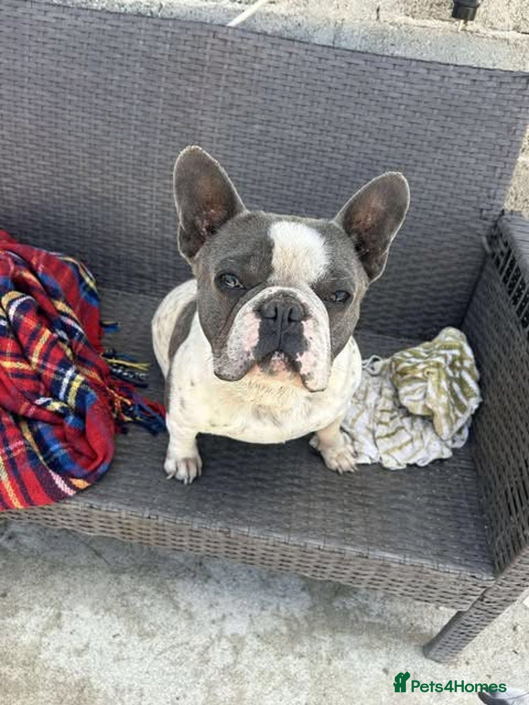 French Bulldog dogs for adoption: Rescue dog Herb is available for adoption - Image 5