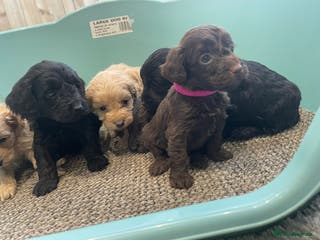 Cockapoo dogs F1 cockapoo p,a,r tested clear - Advert 7