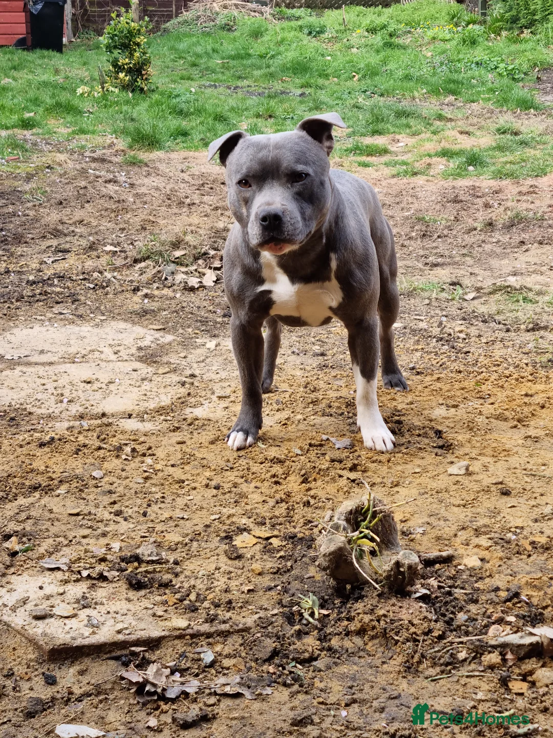 Staffordshire Bull Terrier dogs for stud: Proven Staffordshire Bull Terrier for stud in Farnborough - Advert 6