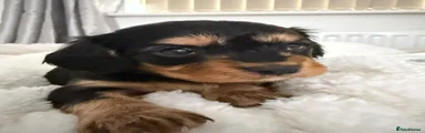 Cavapoo 3