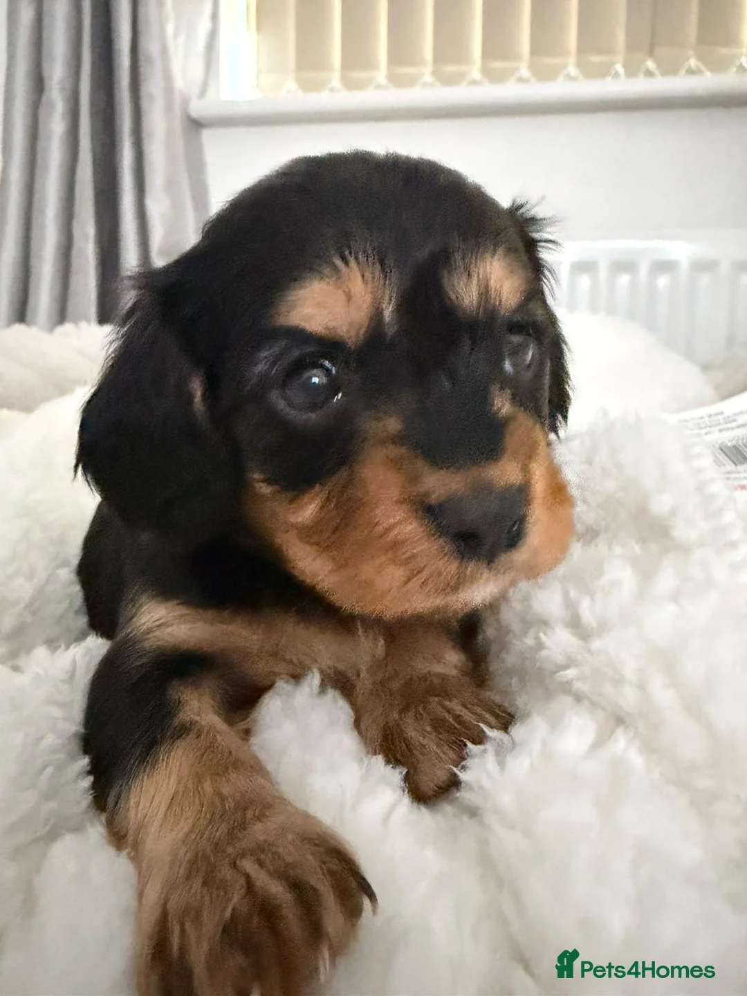 Cavapoo dogs for sale: 🐾 Beautiful Cavapoo Puppies health tested🐾 - Advert 2