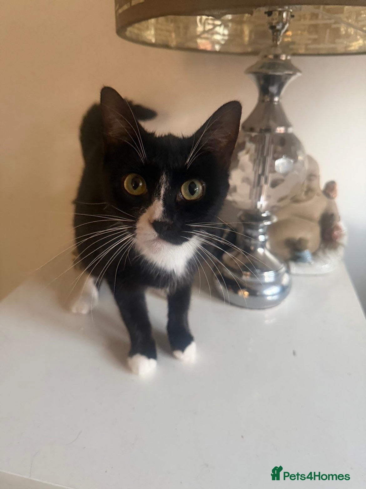 Mixed Breed cats Beautiful black and white kittens - Advert 1