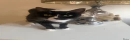 Mixed Breed cats for sale: Beautiful black and white kittens - Advert 1