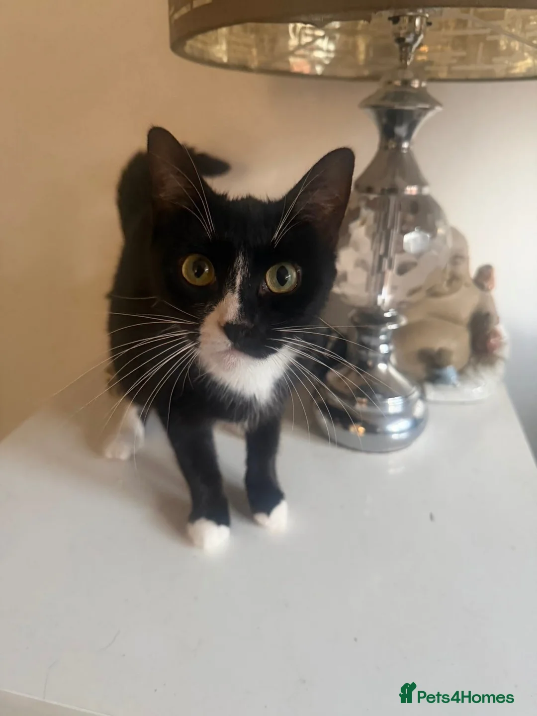 Mixed Breed cats for sale: Beautiful black and white kittens - Advert 1