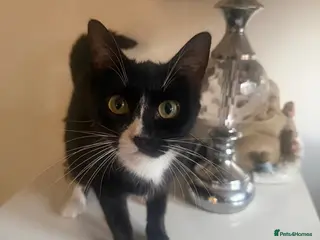 Mixed Breed cats Beautiful black and white kittens - Advert 2