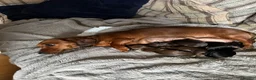 Dachshund dogs for sale: Miniature Dachshund - Advert 6
