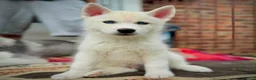 Siberian Husky dogs for sale: Beautiful puppies  - Advert 10