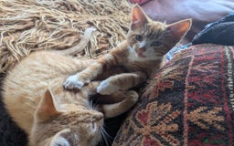 Mixed Breed cats for sale: Two beautiful ginger boys - Image 10