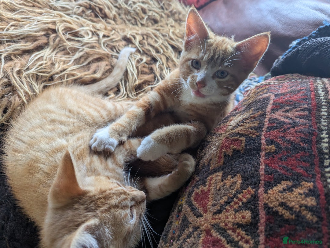 Mixed Breed cats for sale: Two beautiful ginger boys - Image 10